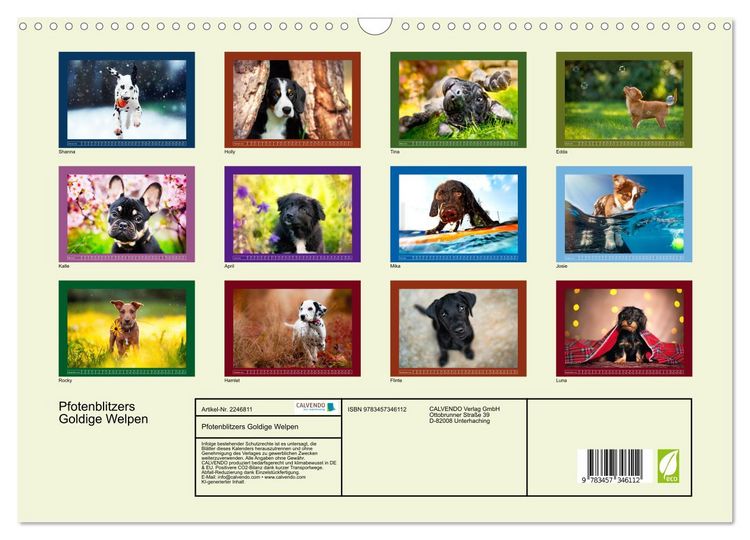 Produktbild: Pfotenblitzers Goldige Welpen (Wandkalender 2026 DIN A3 quer), CALVENDO Monatskalender