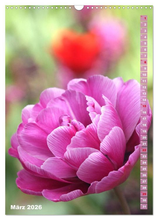 Produktbild: Bunte Tulpenpracht (Wandkalender 2026 DIN A3 hoch), CALVENDO Monatskalender