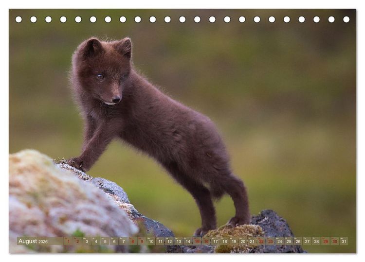Produktbild: Polarfuchs-Welpen (Tischkalender 2026 DIN A5 quer), CALVENDO Monatskalender