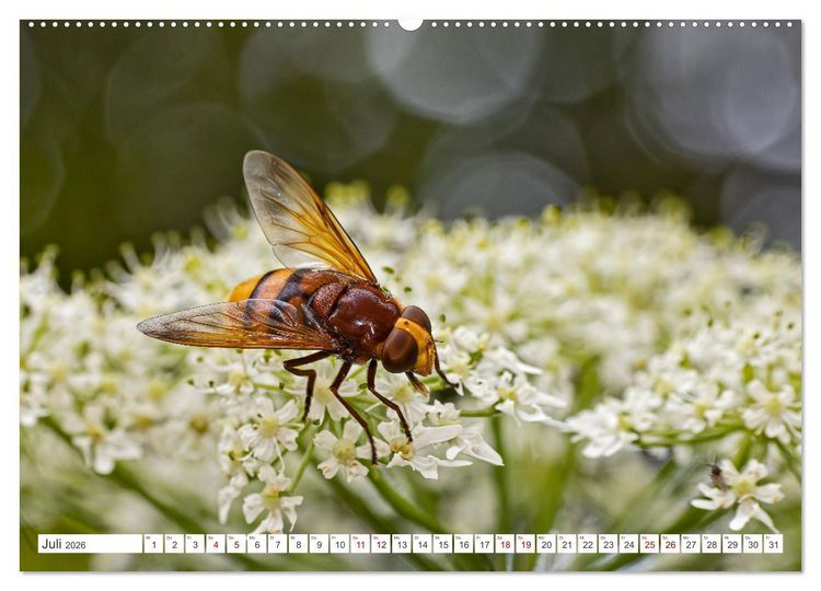 Produktbild: Ungeliebte Sch&ouml;nheiten - die faszinierende Welt unserer heimischen Fliegen (Wandkalender 2026 DIN A2 quer), CALVENDO Monatskalender