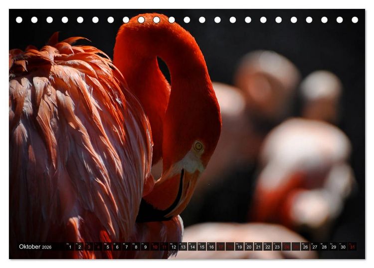 Produktbild: Wilde Tiere - Die sch&ouml;nsten Portraits (Tischkalender 2026 DIN A5 quer), CALVENDO Monatskalender