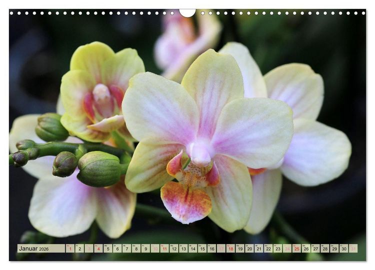 Produktbild: Beliebte Orchideen (Wandkalender 2026 DIN A3 quer), CALVENDO Monatskalender