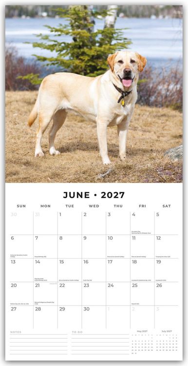 Produktbild: Labrador Retrievers &ndash; Labrador Retriever 2027 &ndash; 16-Monatskalender