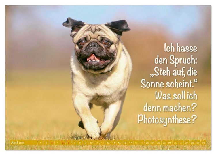 Produktbild: Der Mops: Nicht klein, sondern aufs Wesentliche reduziert. (Tischkalender 2026 DIN A5 quer), CALVENDO Monatskalender