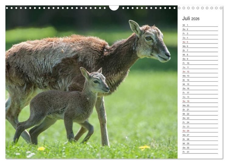 Produktbild: Emotionale Momente: Muffelwild. (Wandkalender 2026 DIN A3 quer), CALVENDO Monatskalender
