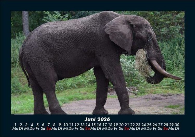 Produktbild: Elefanten 2026 Fotokalender DIN A5