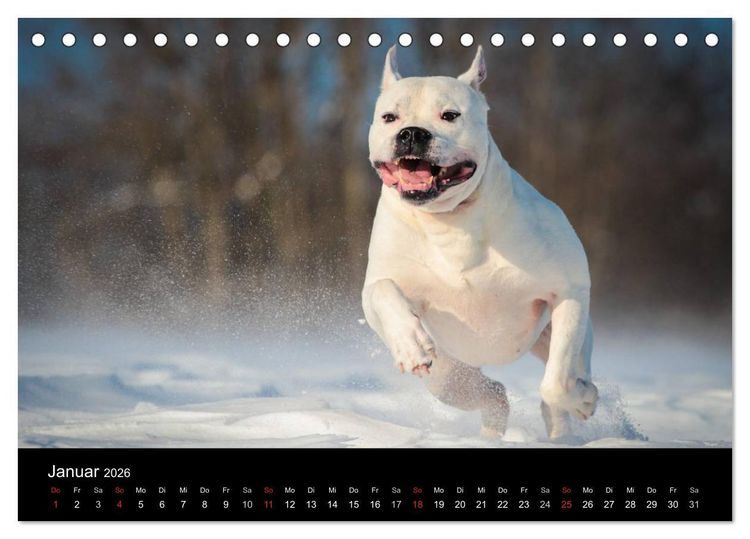 Produktbild: American Bulldog - alles Andere ist nur ein Hund (Tischkalender 2026 DIN A5 quer), CALVENDO Monatskalender