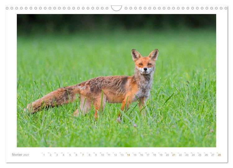 Produktbild: Un an avec le renard roux (Calendrier mural 2027 DIN A3 vertical), CALVENDO calendrier mensuel
