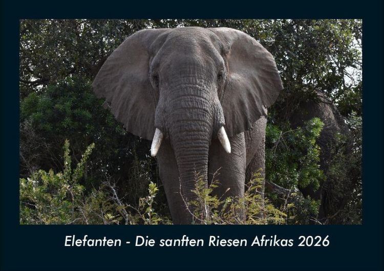 Produktbild: Elefanten - Die sanften Riesen Afrikas 2026 Fotokalender DIN A4