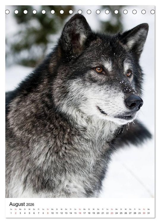 Produktbild: Wolf-Gesichter (Tischkalender 2026 DIN A5 hoch), CALVENDO Monatskalender
