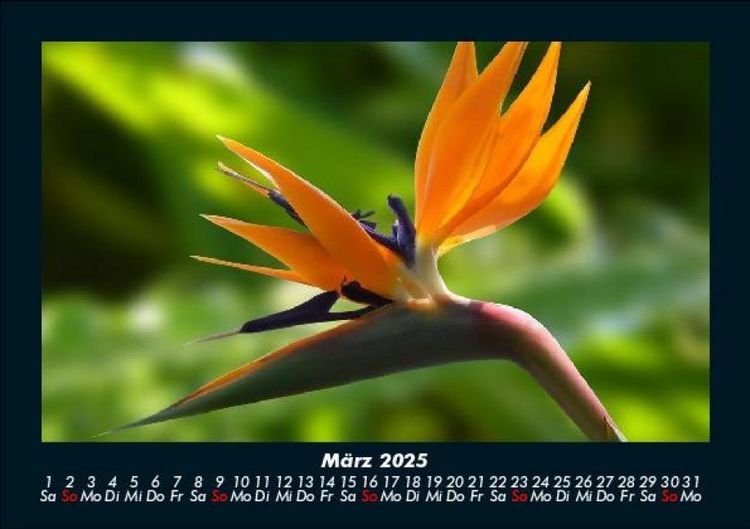 Produktbild: Blumentr&auml;ume 2025 Fotokalender DIN A5