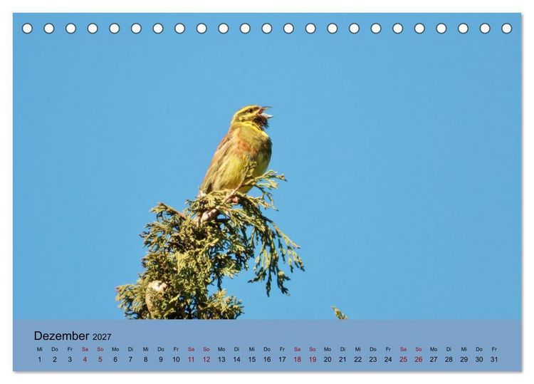 Produktbild: Flamingo und Co - Faszinierende Vogelwelt S&uuml;dfrankreichs (Tischkalender 2027 DIN A5 quer), CALVENDO Monatskalender