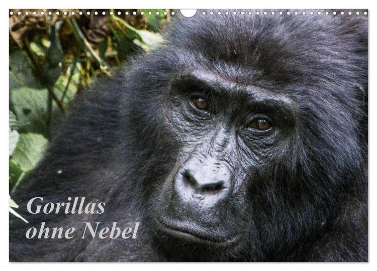 Produktbild: Gorillas ohne Nebel (Wandkalender 2026 DIN A3 quer), CALVENDO Monatskalender