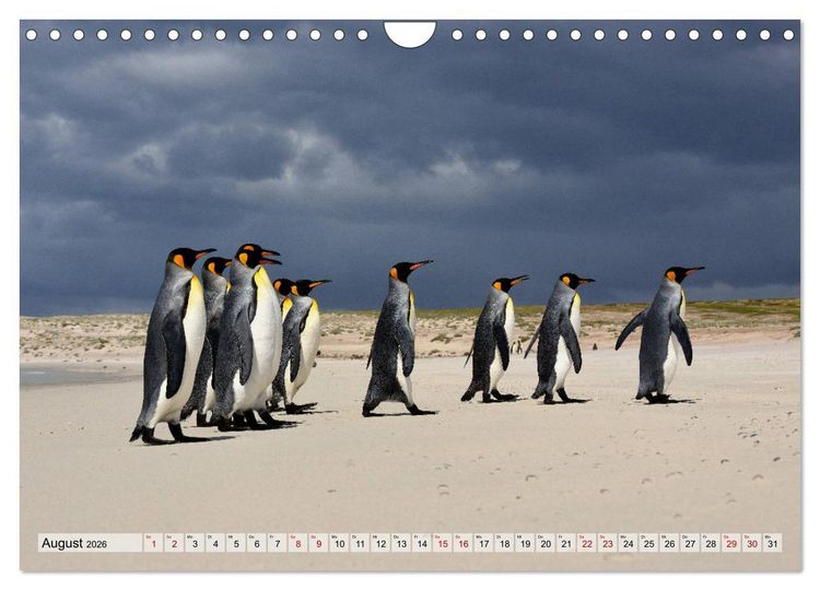 Produktbild: Pinguine der Falkland Inseln (Wandkalender 2026 DIN A4 quer), CALVENDO Monatskalender