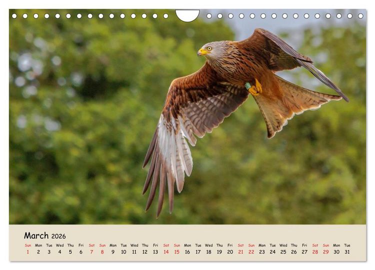 Produktbild: British Birds of Prey (Wall Calendar 2026 DIN A4 landscape), CALVENDO 12 Month Wall Calendar