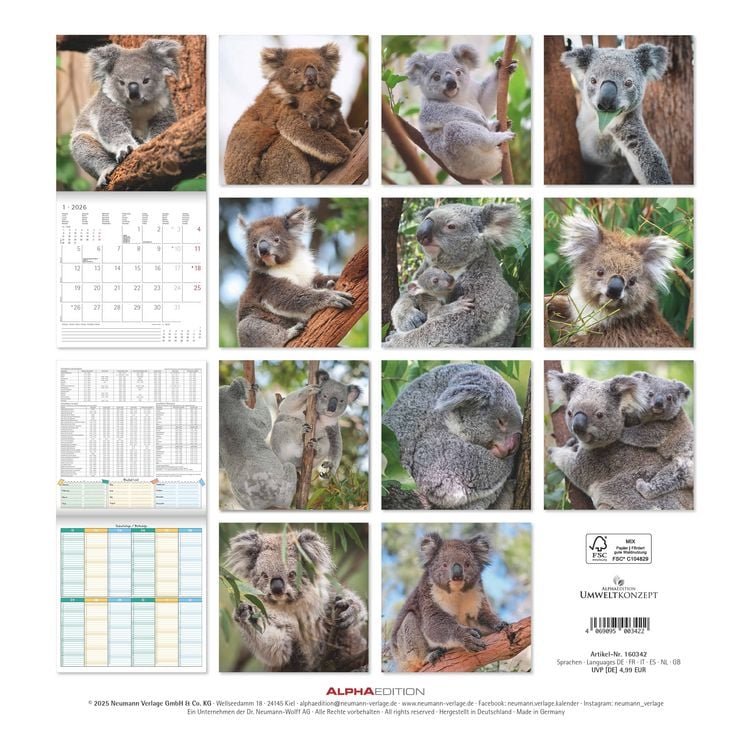 Produktbild: Koalas 2026 - Broschürenkalender 30x30 cm (30x60 geöffnet) - Kalender mit Platz für Notizen - koala bears - Bildkalender - Wandplaner - Bärenkalender