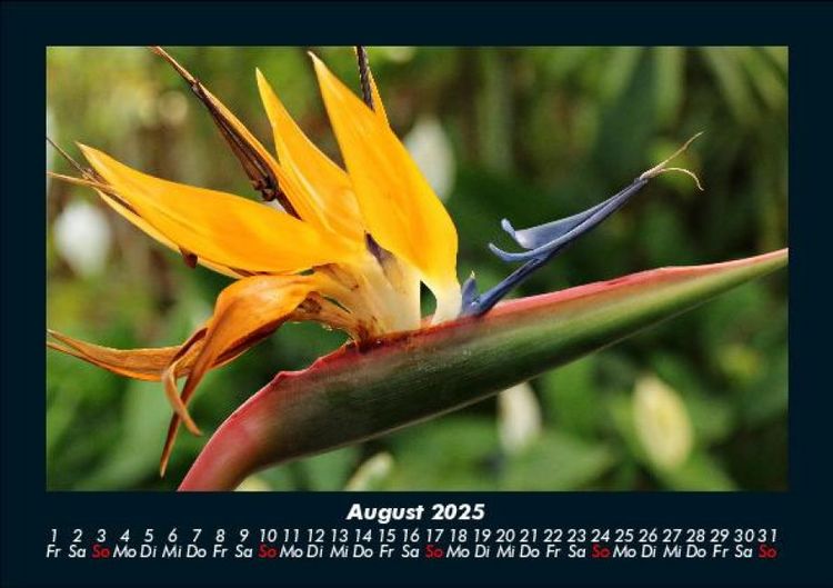 Produktbild: Blumenzauber 2025 Fotokalender DIN A5