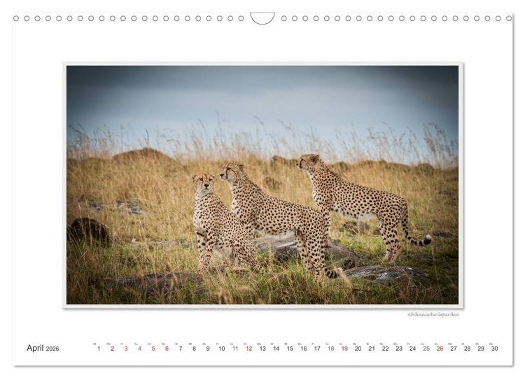 Produktbild: Emotionale Momente: Gro&szlig;e Raubkatzen der Welt. (Wandkalender 2026 DIN A3 quer), CALVENDO Monatskalender