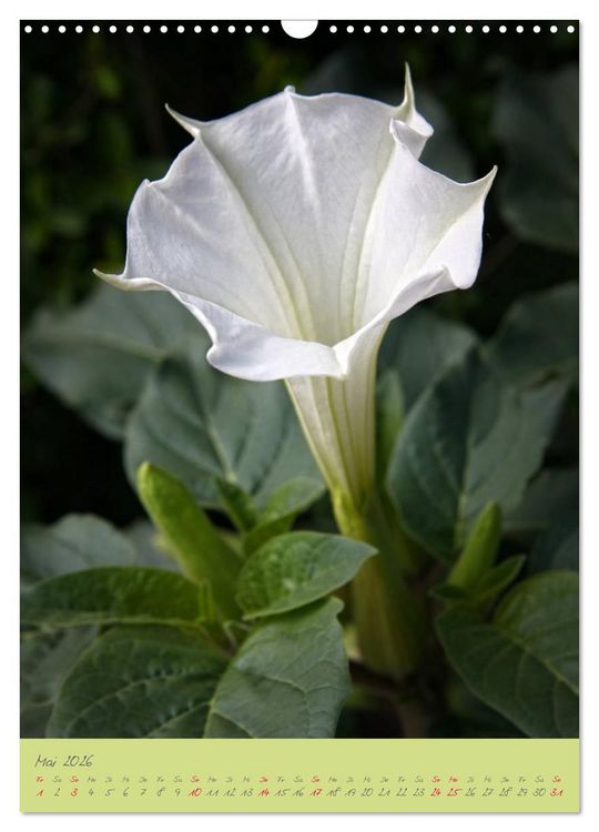 Produktbild: Brugmansia & Datura - Exotische Sch&ouml;nheiten (Wandkalender 2026 DIN A3 hoch), CALVENDO Monatskalender