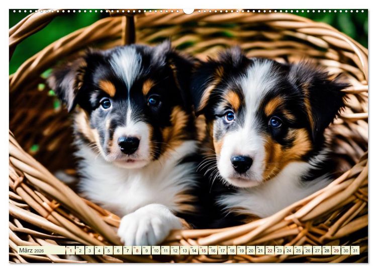 Produktbild: Traumhund Collie (hochwertiger Premium Wandkalender 2026 DIN A2 quer), Kunstdruck in Hochglanz