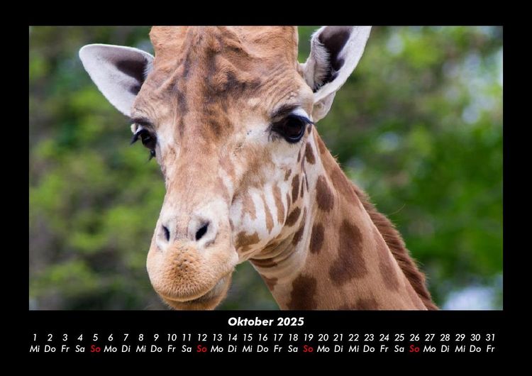 Produktbild: Giraffen 2025 Fotokalender DIN A3