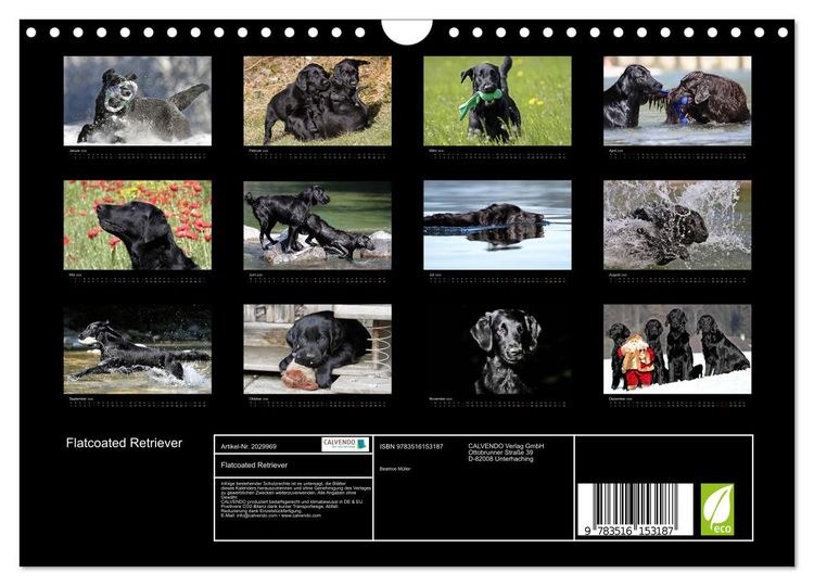 Produktbild: Flatcoated Retriever (Wandkalender 2026 DIN A4 quer), CALVENDO Monatskalender