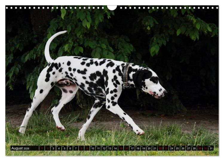 Produktbild: Gefleckte Freunde - Hunderasse Dalmatiner (Wandkalender 2026 DIN A3 quer), CALVENDO Monatskalender
