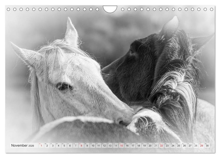 Produktbild: Emotionale Momente: Wei&szlig;e Pferde in schwarzwei&szlig;. (Wandkalender 2026 DIN A4 quer), CALVENDO Monatskalender