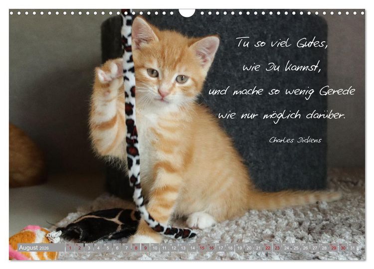 Produktbild: Katzenkinder - zauberhafte Wesen (Wandkalender 2026 DIN A3 quer), CALVENDO Monatskalender