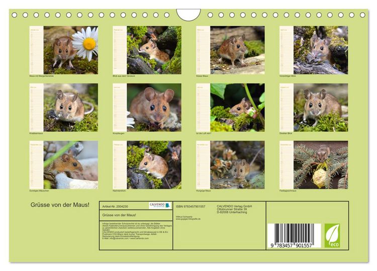 Produktbild: Gr&uuml;sse von der Maus! (Wandkalender 2026 DIN A4 quer), CALVENDO Monatskalender
