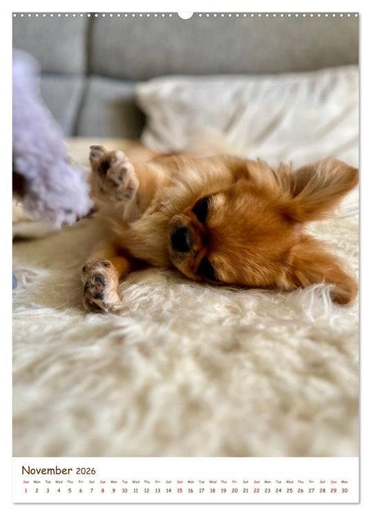 Produktbild: Sassy, fluffy, fabulous &ndash; A year of Pekingese charm (Wall Calendar 2026 DIN A2 portrait), CALVENDO 12 Month Wall Calendar