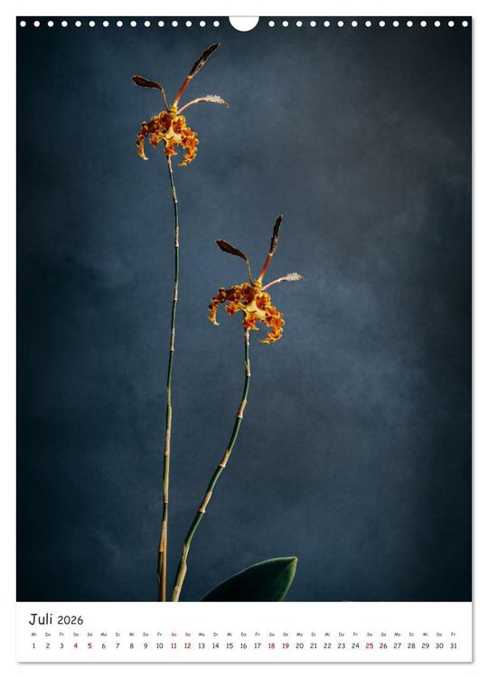 Produktbild: Orchideen Zauber (Wandkalender 2026 DIN A3 hoch), CALVENDO Monatskalender