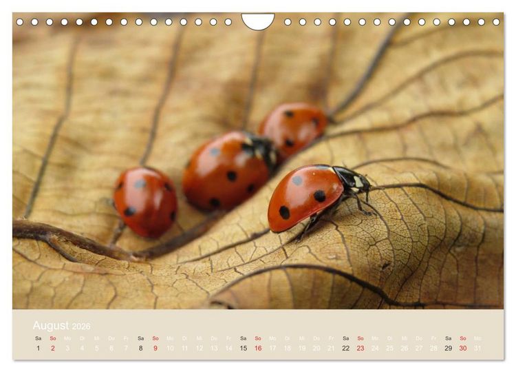 Produktbild: Kleine Gl&uuml;cksk&auml;fer (Wandkalender 2026 DIN A4 quer), CALVENDO Monatskalender