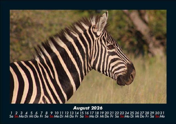 Produktbild: Zoobewohner 2026 Fotokalender DIN A5