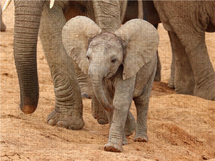 Produktbild: CALVENDO Puzzle Fr&ouml;hliches Elefanten Baby | 1000 Teile Lege-Gr&ouml;&szlig;e 64x48cm Foto-Puzzle f&uuml;r gl&uuml;ckliche Stunden
