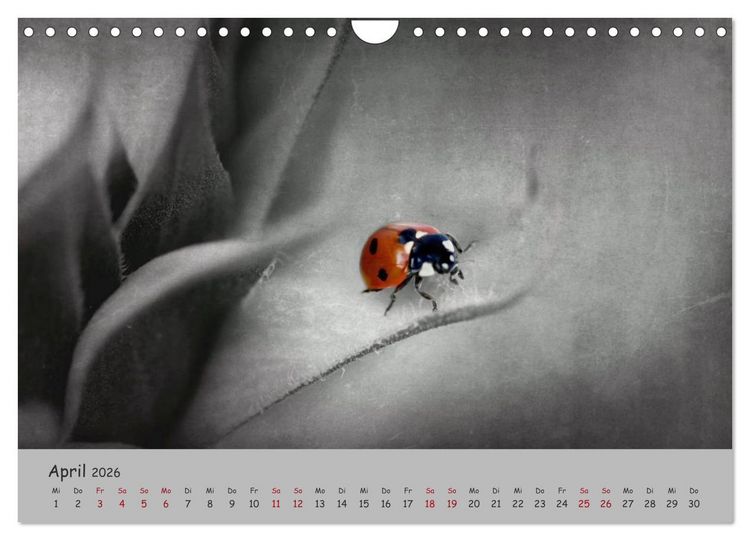 Produktbild: Gl&uuml;cksk&auml;fer (Wandkalender 2026 DIN A4 quer), CALVENDO Monatskalender