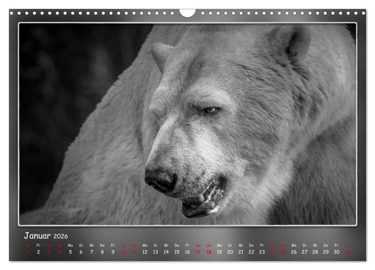 Produktbild: Tieren ins Gesicht geschaut (Wandkalender 2026 DIN A3 quer), CALVENDO Monatskalender
