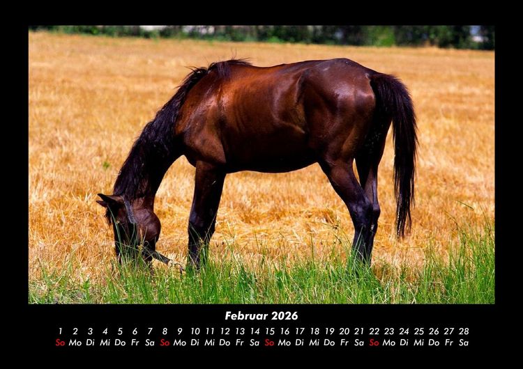 Produktbild: Pferdegefl&uuml;ster 2026 Fotokalender DIN A3