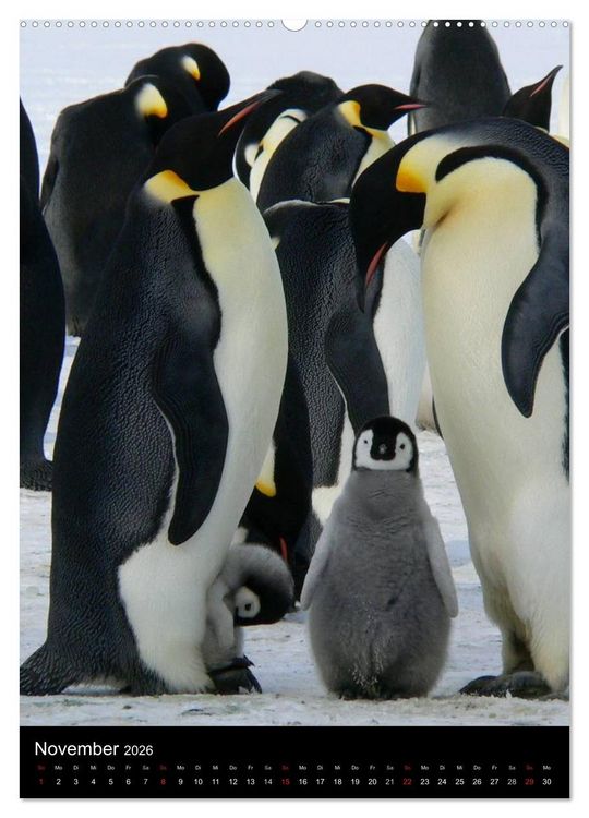 Produktbild: Pinguine - Wackeln im Thermo-Frack (hochwertiger Premium Wandkalender 2026 DIN A2 hoch), Kunstdruck in Hochglanz