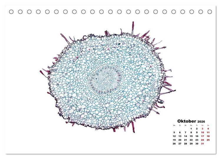 Produktbild: Pflanzen unter dem Mikroskop (Tischkalender 2026 DIN A5 quer), CALVENDO Monatskalender