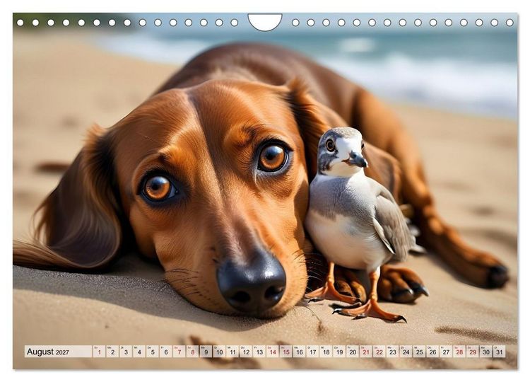 Produktbild: Dackel - tierische Freundschaften mit Herz (Wandkalender 2027 DIN A4 quer), CALVENDO Monatskalender