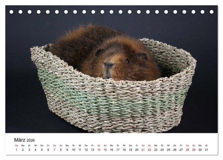Produktbild: Unsere Meerschweinchen (Tischkalender 2026 DIN A5 quer), CALVENDO Monatskalender
