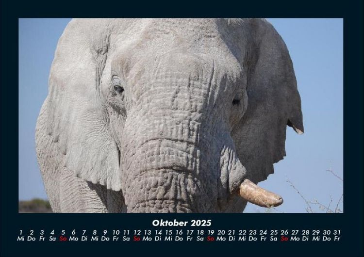 Produktbild: Der Elefantenkalender 2025 Fotokalender DIN A4