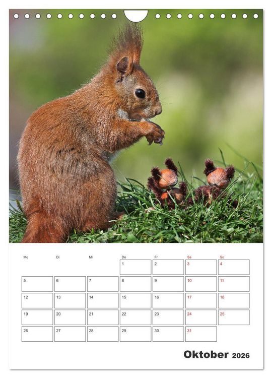 Produktbild: Eichh&ouml;rnchen Luna (Wandkalender 2026 DIN A4 hoch), CALVENDO Monatskalender