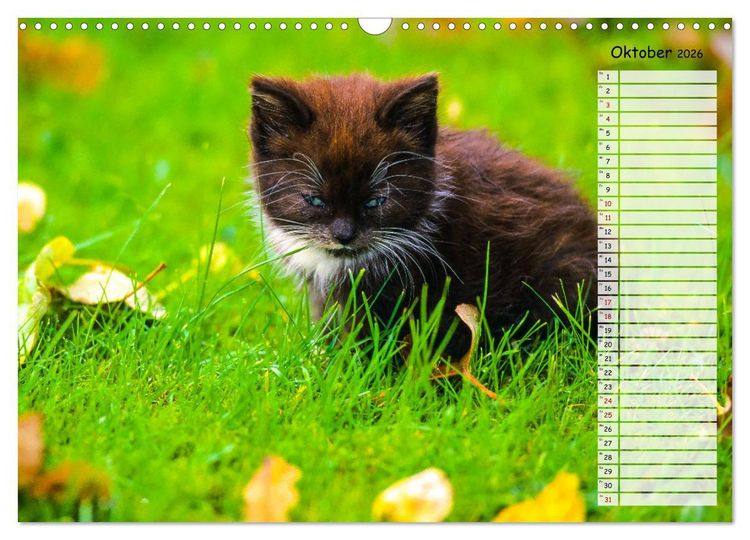 Produktbild: Geliebte Tiere auf dem Bauernhof (Wandkalender 2026 DIN A3 quer), CALVENDO Monatskalender