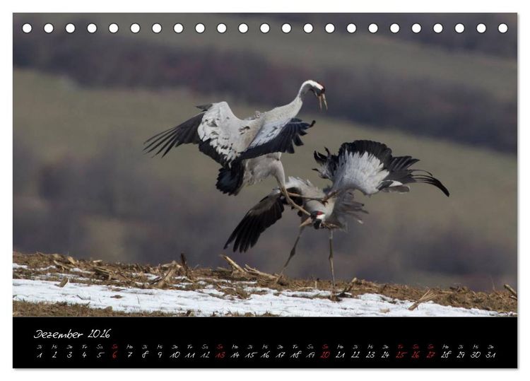 Produktbild: Kraniche - V&ouml;gel des Gl&uuml;cks (Tischkalender 2026 DIN A5 quer), CALVENDO Monatskalender