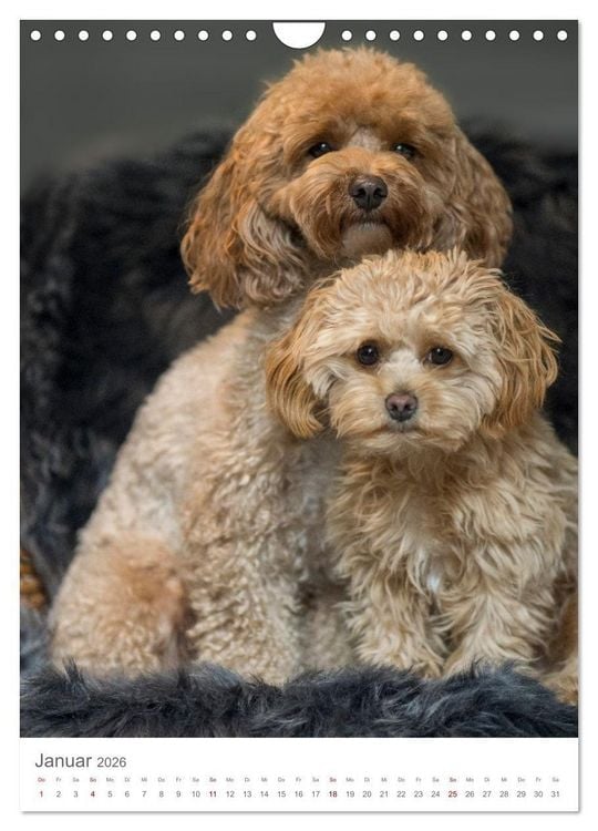 Produktbild: Maltipoo - Malteser - Pudel 2026 (Wandkalender 2026 DIN A4 hoch), CALVENDO Monatskalender
