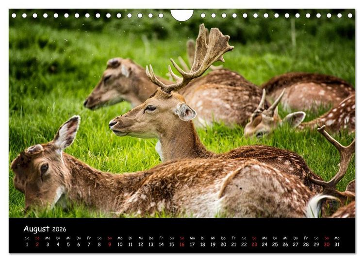 Produktbild: Rehe und Hirsche in freier Natur (Wandkalender 2026 DIN A4 quer), CALVENDO Monatskalender