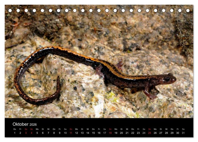 Produktbild: Salamander und Molche (Tischkalender 2026 DIN A5 quer), CALVENDO Monatskalender