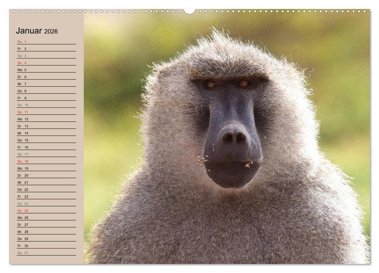 Produktbild: Affen in Afrika (Wandkalender 2026 DIN A2 quer), CALVENDO Monatskalender